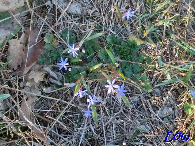 2.3.2025 - Blausterne